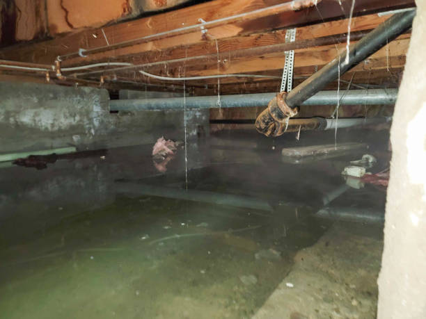 Best Carpet water damage restoration  in Grand Ledge, MI