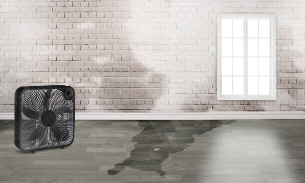 Best Water damage restoration specialists  in Grand Ledge, MI
