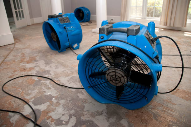 Best Mold removal after water damage  in Grand Ledge, MI